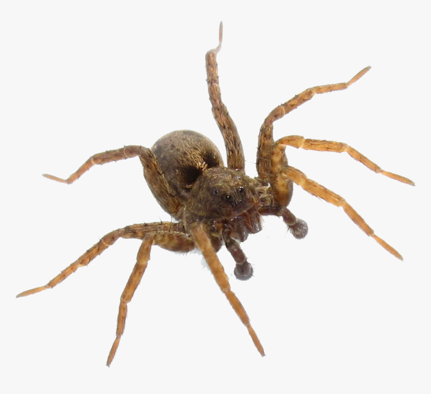 Wolf Spider House Spider , Png Download - Wolf Spider Pictures Of Brown Recluse Spiders, Transparent Png, Free Download