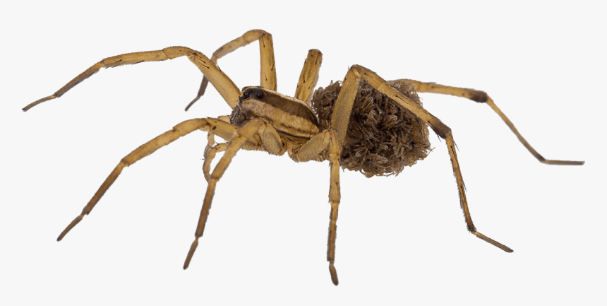 Acromyrmex Echinatior, HD Png Download, Free Download