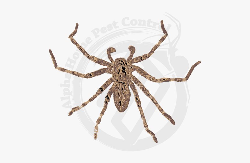 Wolf Spider Pnw Spiders, HD Png Download, Free Download