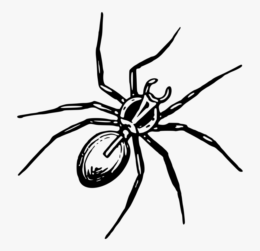 Tangleweb Spider,araneus,arthropod - Spinne Clipart, HD Png Download, Free Download