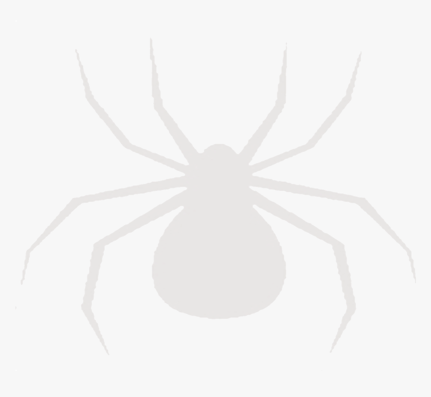 Transparent Wolf Spider Png - Insect, Png Download, Free Download