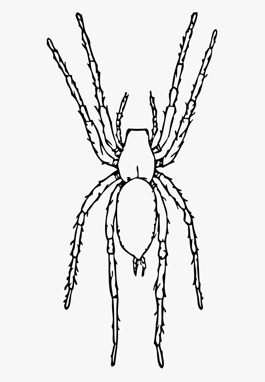 Brown Spider Black White Line Art 555px - Black And White Spider Clip Art, HD Png Download, Free Download