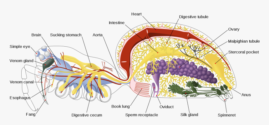 Spider Anatomy, HD Png Download, Free Download