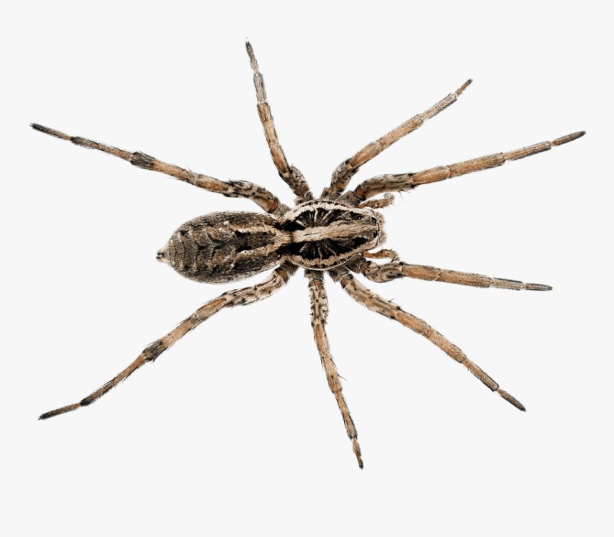 Wolf Spider Brown Recluse Spider, HD Png Download, Free Download