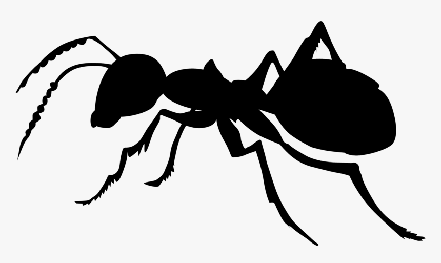 Ant Black And White, HD Png Download, Free Download