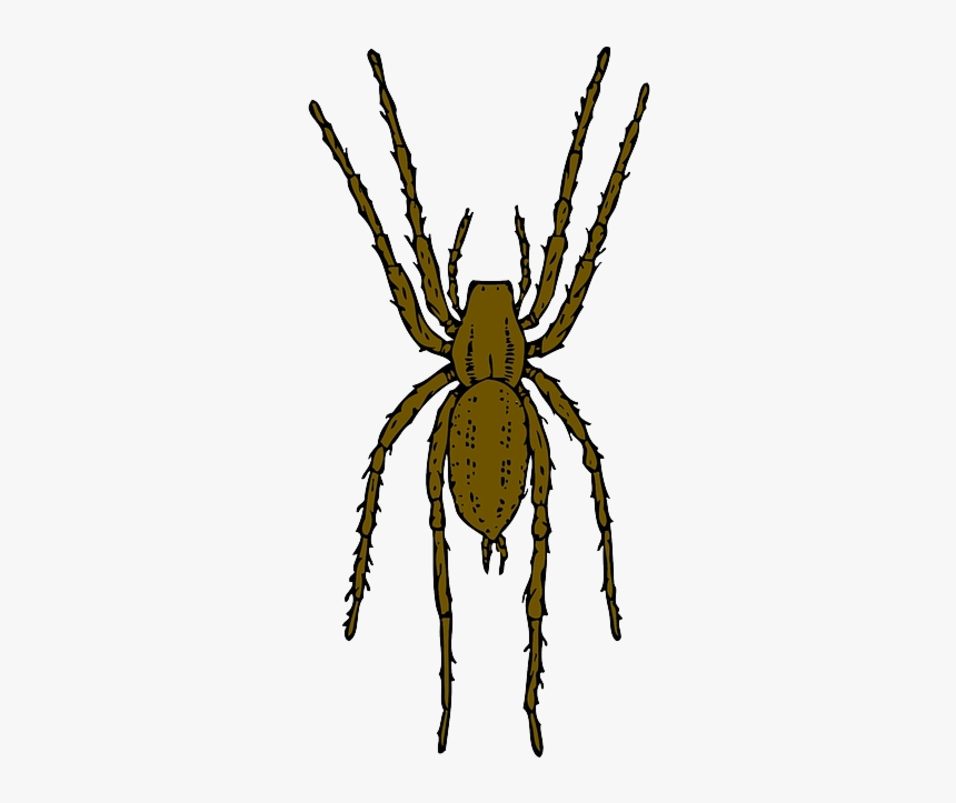 Spider Brown Cartoon Bug Insect Spiders Leap Clipart - Realistic Spider Clip Art, HD Png Download, Free Download