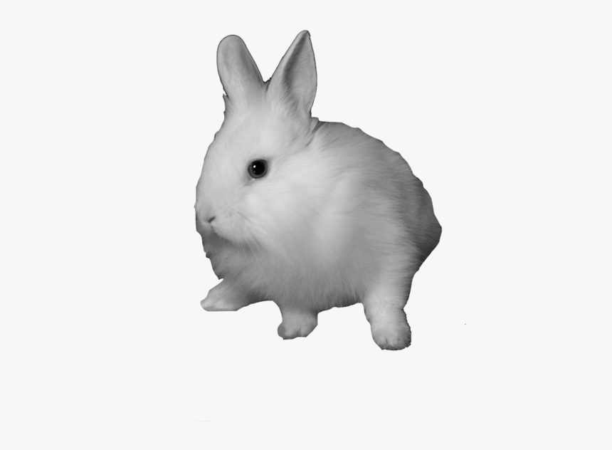 Transparent Rabbit, HD Png Download, Free Download
