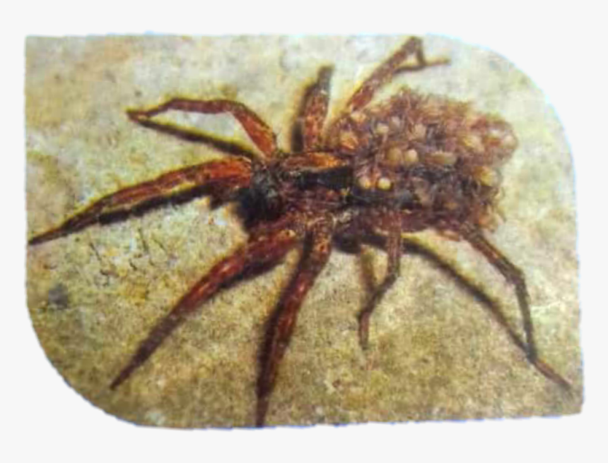 Wolf Spider Png, Transparent Png, Free Download