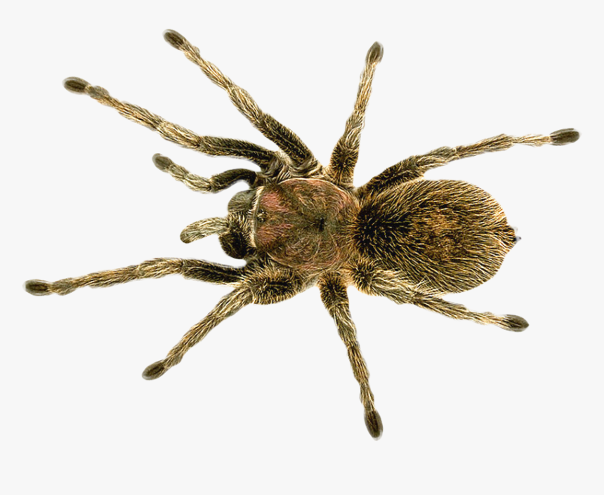 Reindeer Png Transparent Image - Wolf Spider Pictures Of Brown Recluse Spiders, Png Download, Free Download