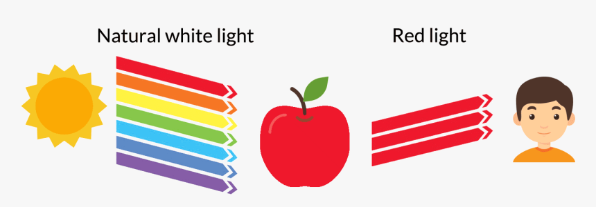 Visible Light And Apple, HD Png Download, Free Download