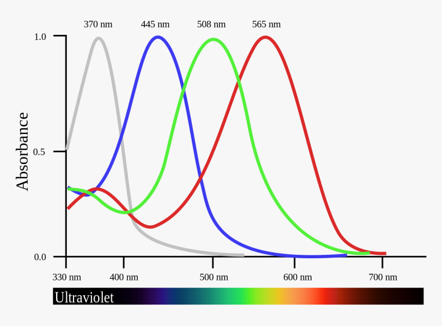 Tetrachromacy - Chicken Sight Sense, HD Png Download, Free Download