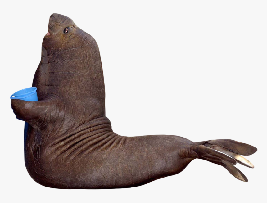 Sea Lion Cut Out, HD Png Download, Free Download