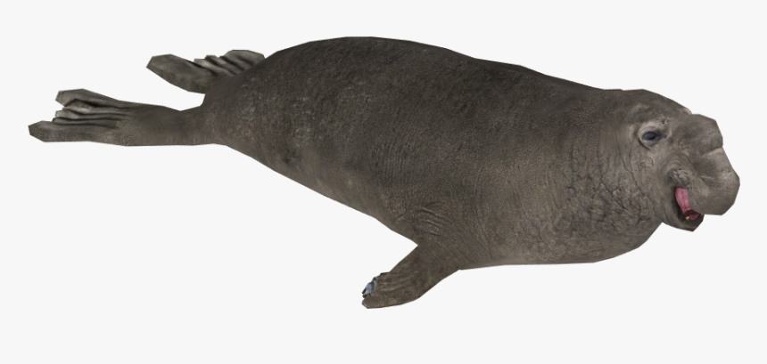 Zoo Tycoon 2 Elephant Seal, HD Png Download, Free Download