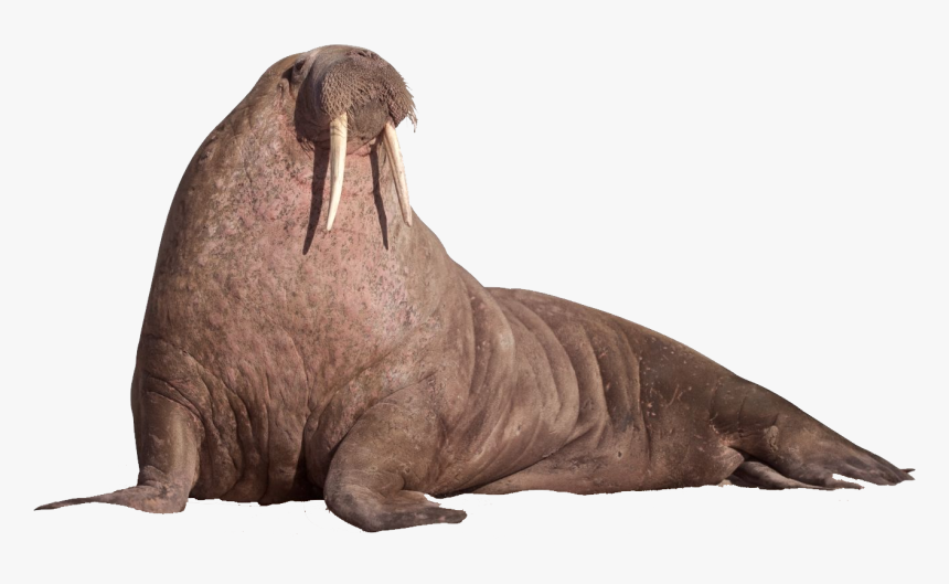 Walrus Png, Transparent Png, Free Download