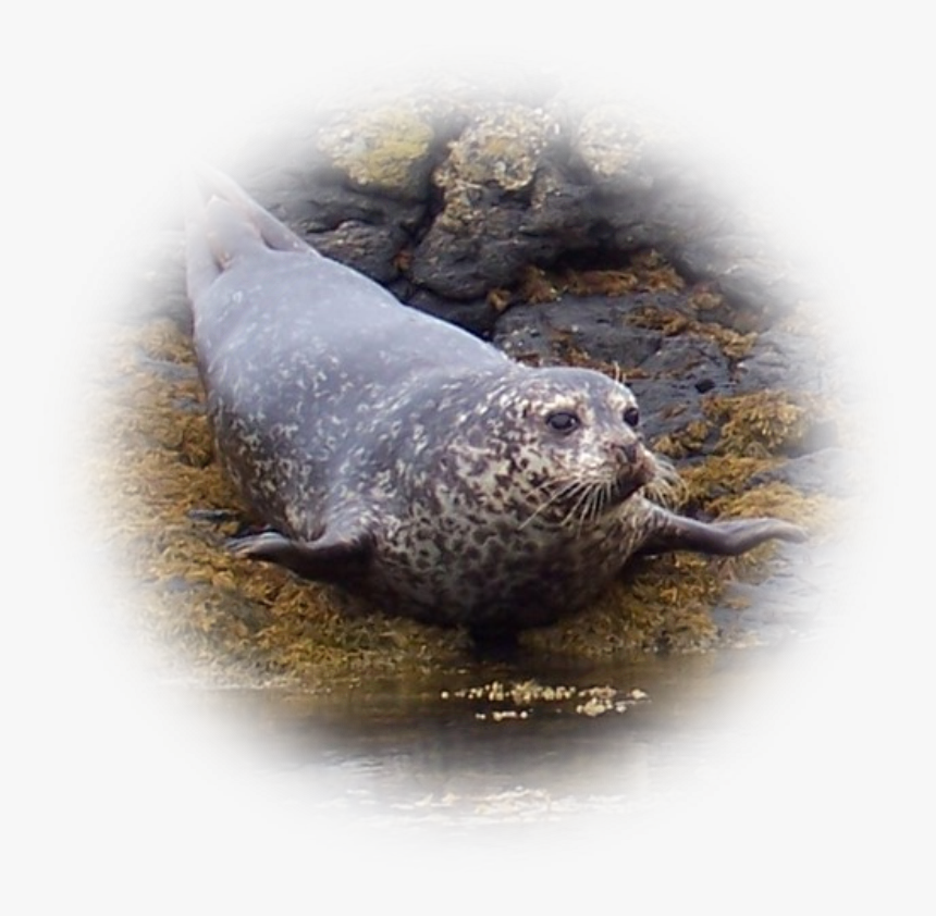 Strictly Speaking This Is Sci-fi But The Author Cleverly - Common Seals, HD Png Download, Free Download