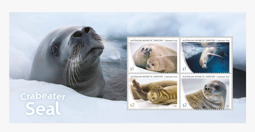 Crabeater Seal In Stamps, HD Png Download, Free Download