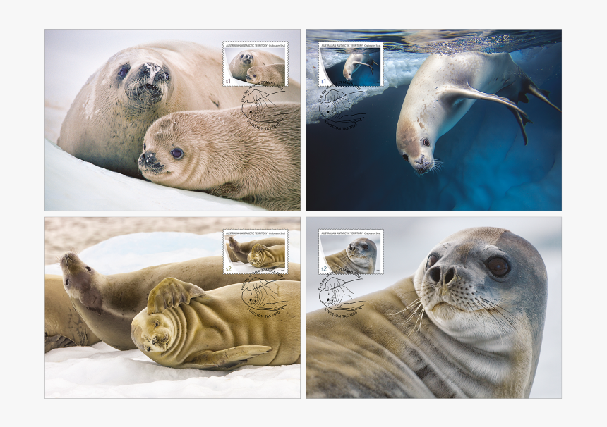 Crabeater Seal In Stamps, HD Png Download, Free Download