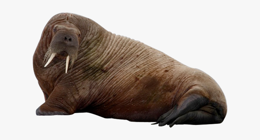 Bearded-seal - Walrus Png, Transparent Png, Free Download