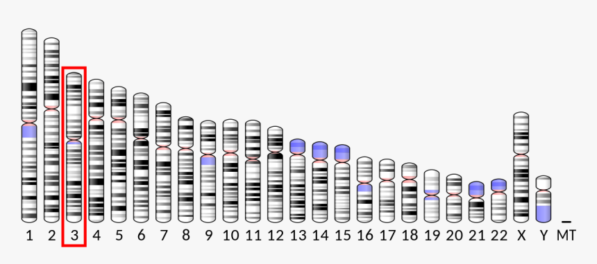 Human Chromosome 16, HD Png Download, Free Download