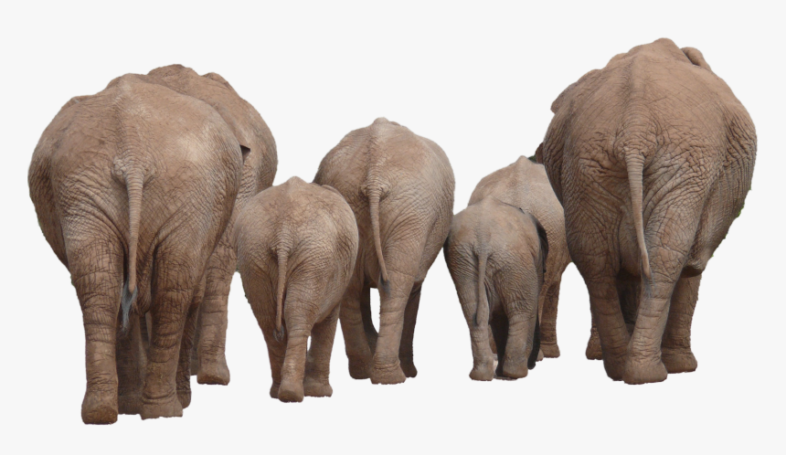 Elephant Group Png, Transparent Png, Free Download
