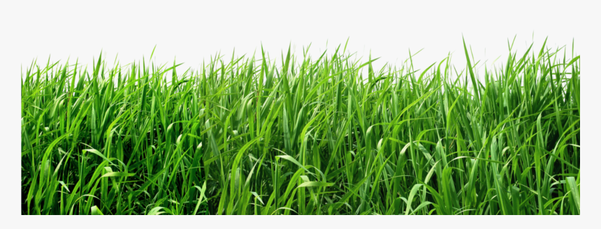 Transparent Background Grass Png , Png Download - Real Grass Png, Png Download, Free Download