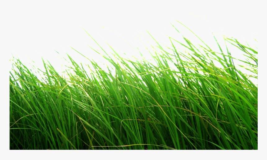 Grass Png Transparent Background - Grass Images For Photoshop Png, Png Download, Free Download