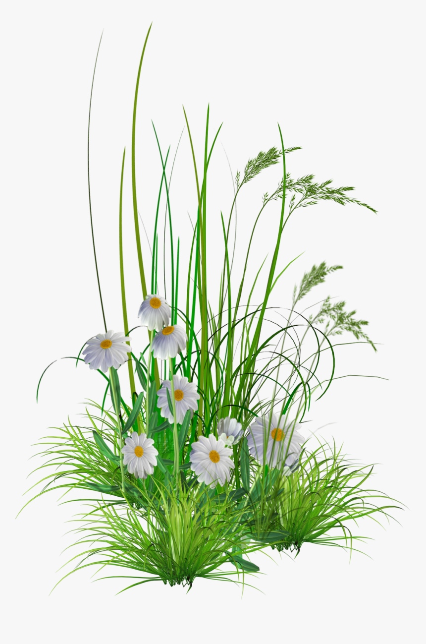 Background Transparent Hd Png - Garden Flower Png, Png Download, Free Download