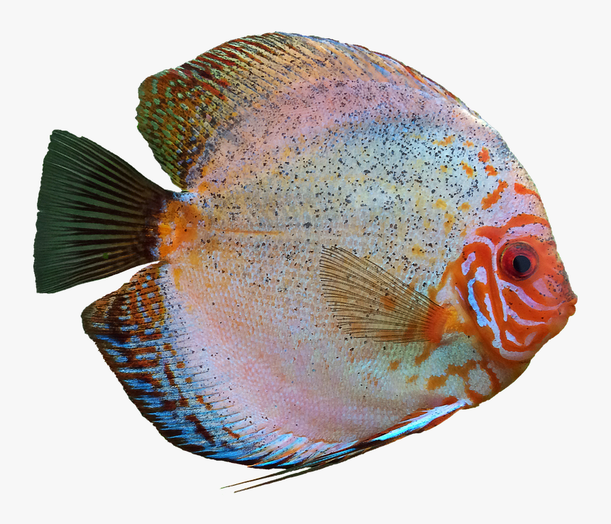 Diszkosz Hal, Sügér, Akvárium, Izolált, Édesvízi Hal - Discus Fish Transparent Background, HD Png Download, Free Download