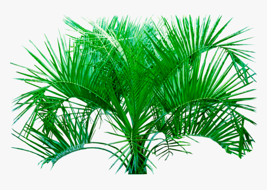 Palm Png Plants Hd Transparent Background Image - Plants Transparent Background, Png Download, Free Download