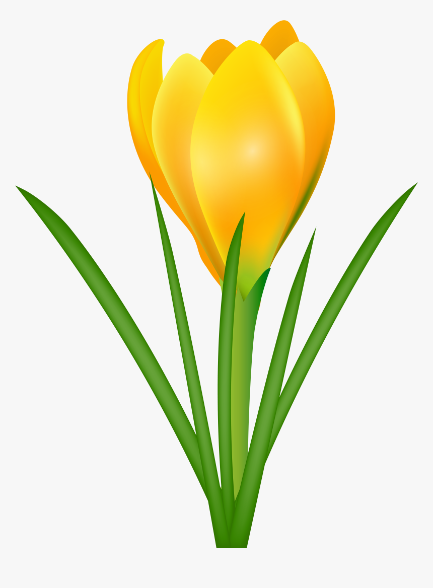 View Full Size - Crocus Clipart, HD Png Download, Free Download