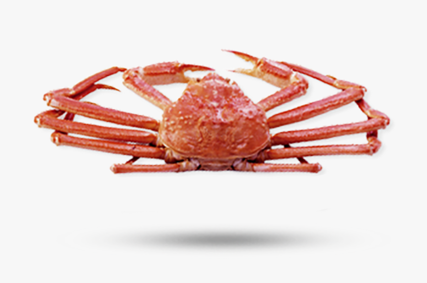 Opilio Snow Crab2 - Horsehair Crab, HD Png Download, Free Download