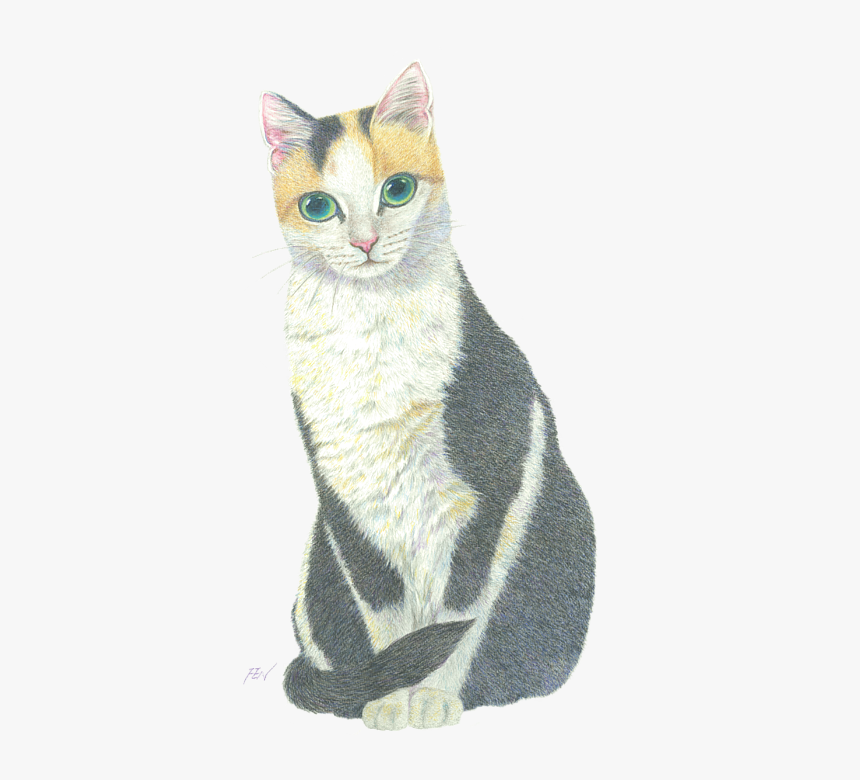Domestic Short-haired Cat, HD Png Download, Free Download