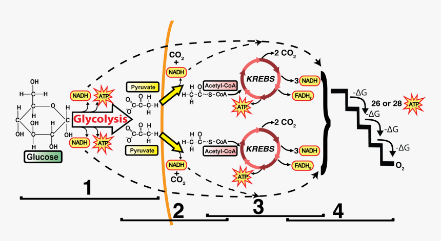 Glycolysis Link Reaction And Krebs Cycle, HD Png Download, Free Download