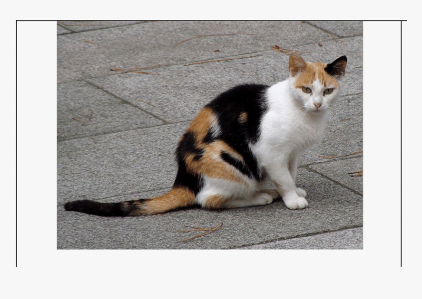 Calico Cat By Felis Silvestris Catus - Orange And Black Spotted Cat, HD Png Download, Free Download
