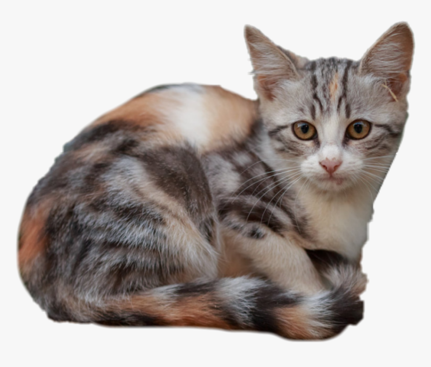 #calicocat #calico #cat #kitty - Squitten, HD Png Download, Free Download