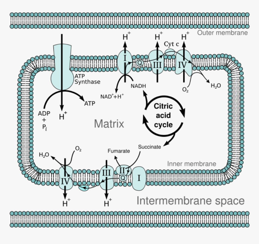 Mitochondria Electron Transport Chain, HD Png Download, Free Download