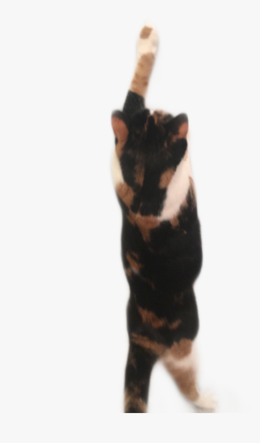 #cat #kitten #blackcat #calico #calicocat #freetoedit - Domestic Short-haired Cat, HD Png Download, Free Download