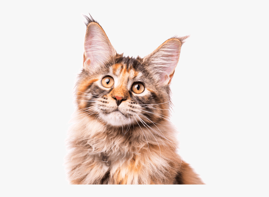 Clip Art Maine Coon Kittens Cats - Long Hair Kittens Near Me, HD Png Download, Free Download