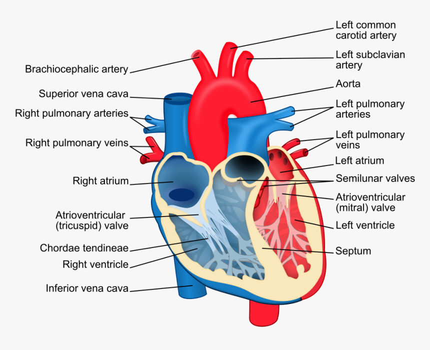 Alt Text - Heart With Labels, HD Png Download, Free Download