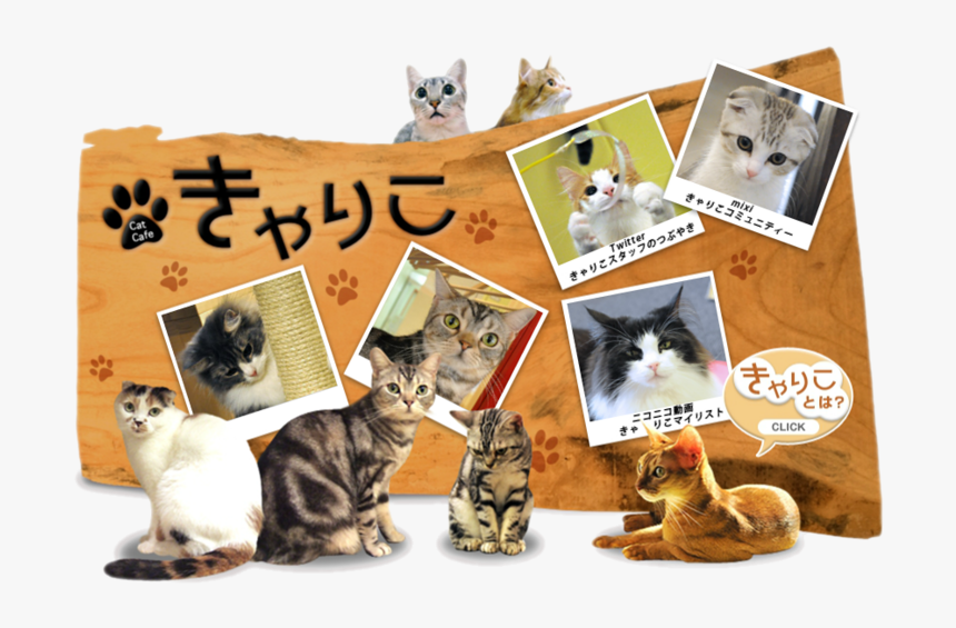 Calico Cat Cafe - Cat Grabs Treat, HD Png Download, Free Download