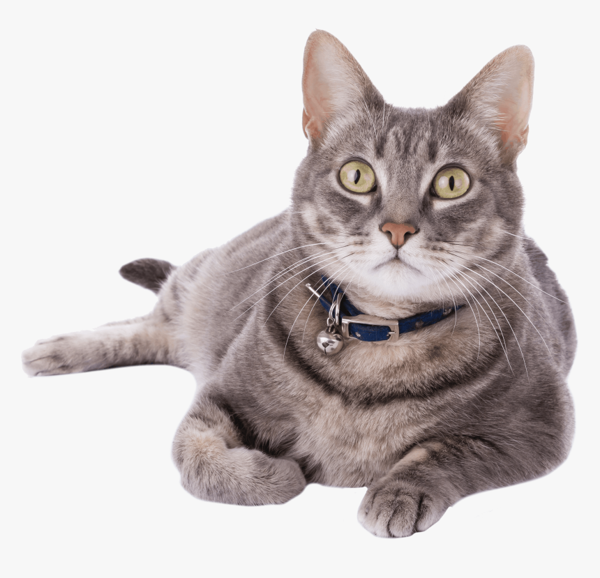 Real Cats For Adoption, HD Png Download, Free Download