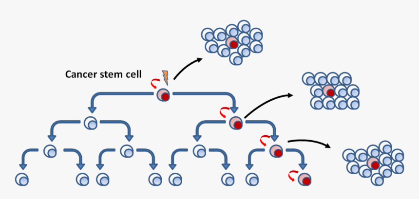 Cancer Stem Cells Model - Single Cell Theory Of Cancer, HD Png Download, Free Download