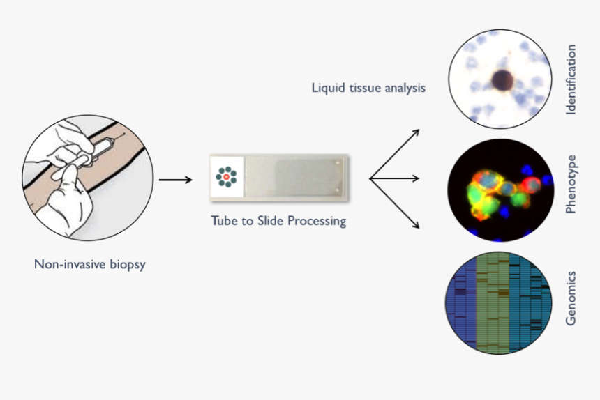 Ctcsimg1 - Circulating Tumor Cells Png, Transparent Png, Free Download