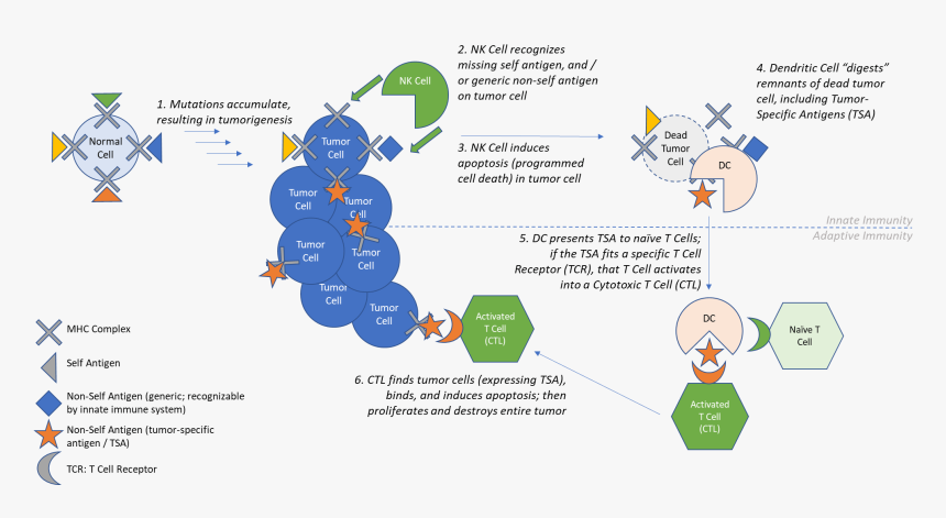 Cancer Self Antigen, HD Png Download, Free Download