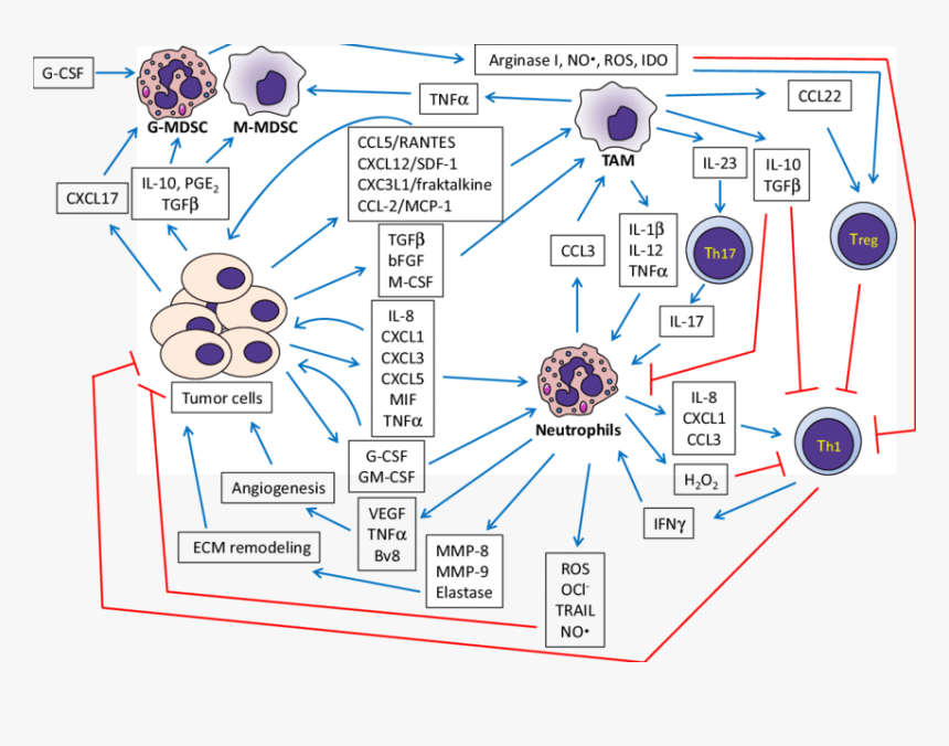 The Crosstalk Between Cancer Cells, Neutrophils And - Gm Csf Tumor Microenvironment, HD Png Download, Free Download