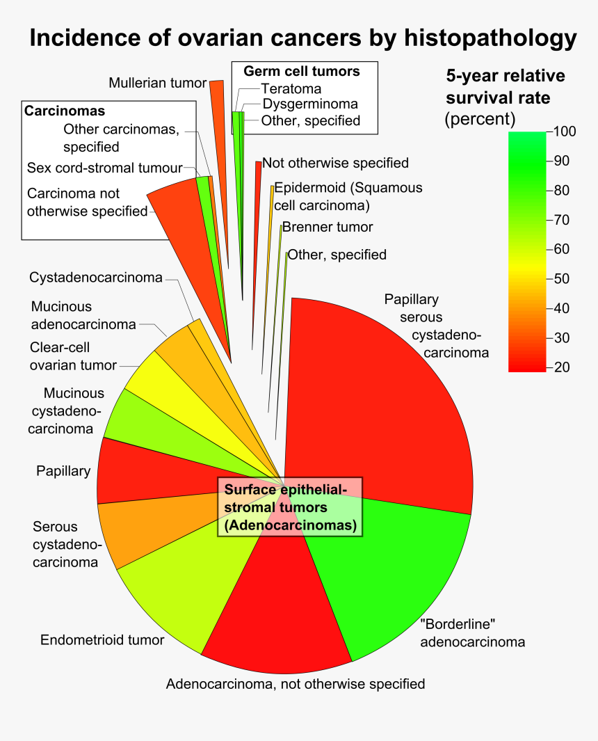 Incidence Of Ovarian Cancers By Histopathology - Incidence Of Ovarian Cancer By Histopathology, HD Png Download, Free Download