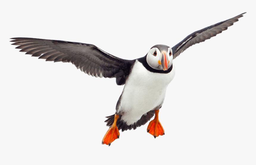 Atlantic Puffin Png - Baby Puffin Transparent, Png Download, Free Download