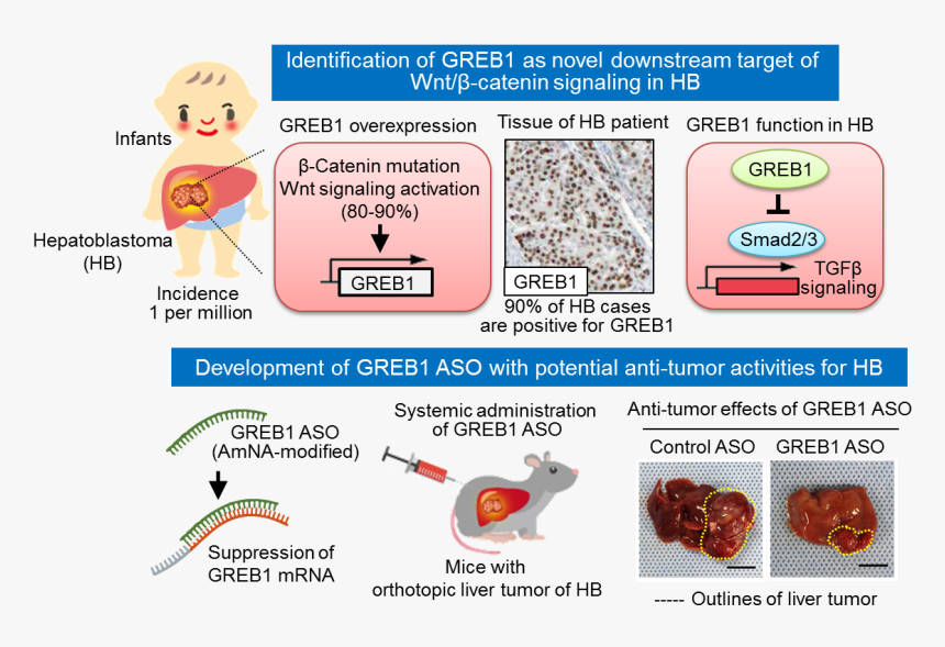 Liver Cancer - Parallel, HD Png Download, Free Download