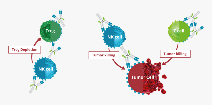 T Cell Nk Cell Cancer, HD Png Download, Free Download