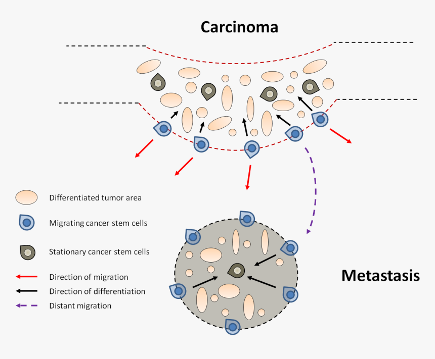 File - Emt - Cancer Stem Cell Location, HD Png Download, Free Download